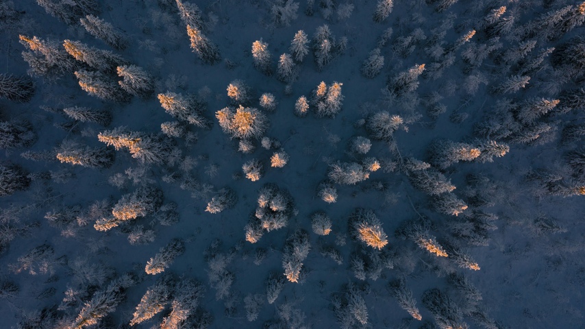 Satellitbild av snötäckt granskog.